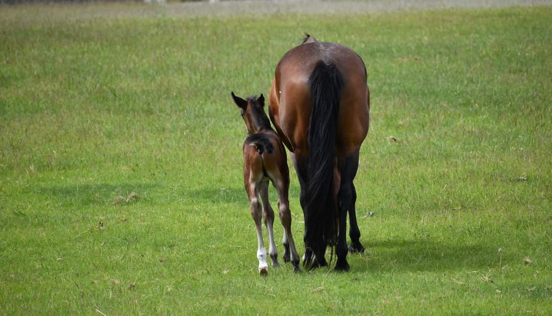 Mare & Foal — Ground Photography