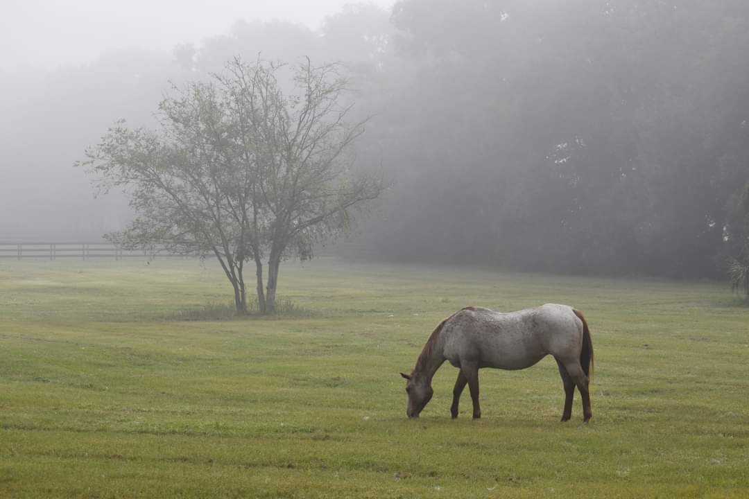 Morning Fog — Ground Photography